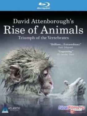 История животного мира с Дэвидом Аттенборо (2013)